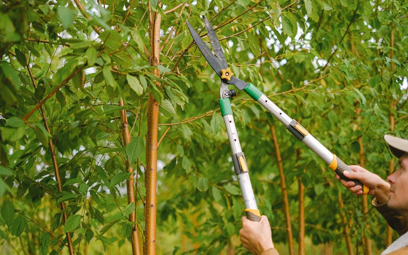 Tree trimming in Orwigsburg, PA